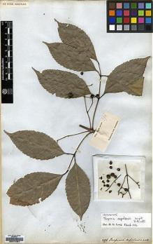 Type specimen at Edinburgh (E). Wight, Robert: 396. Barcode: E00174321.