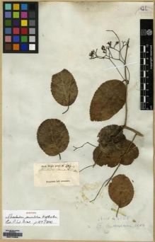 Type specimen at Edinburgh (E). Wight, Robert: 489.A. Barcode: E00174322.