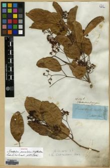 Type specimen at Edinburgh (E). Wight, Robert: 489.B. Barcode: E00174323.
