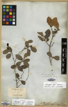 Type specimen at Edinburgh (E). Wallich, Nathaniel: 4322. Barcode: E00174327.