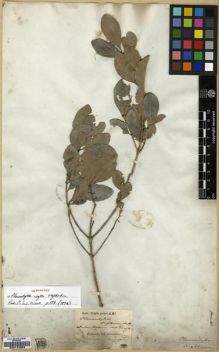 Type specimen at Edinburgh (E). Wight, Robert: 481. Barcode: E00174328.