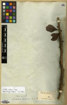 Type specimen at Edinburgh (E). Wight, Robert: 475. Barcode: E00174330.