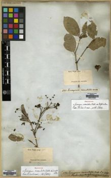Type specimen at Edinburgh (E). Wight, Robert: 482. Barcode: E00174333.