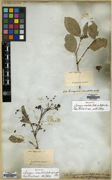 Type specimen at Edinburgh (E). Wight, Robert: 483. Barcode: E00174334.