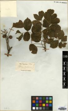 Type specimen at Edinburgh (E). Wight, Robert: 551. Barcode: E00174347.