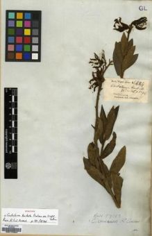 Type specimen at Edinburgh (E). Wight, Robert: 684. Barcode: E00174353.