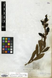 Type specimen at Edinburgh (E). Wight, Robert: 684. Barcode: E00174354.