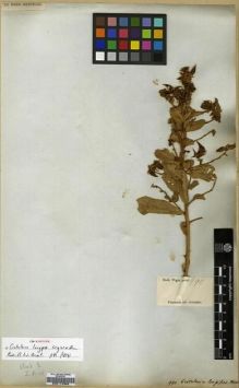 Type specimen at Edinburgh (E). Wight, Robert: 990. Barcode: E00174360.