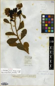 Type specimen at Edinburgh (E). Wight, Robert: 5393. Barcode: E00174367.