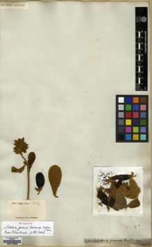 Type specimen at Edinburgh (E). Wight, Robert: 682. Barcode: E00174368.