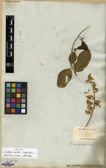 Type specimen at Edinburgh (E). Wight, Robert: 696. Barcode: E00174370.