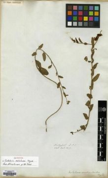 Type specimen at Edinburgh (E). Wallich, Nathaniel: 5410. Barcode: E00174373.