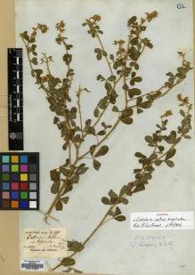 Type specimen at Edinburgh (E). Wight, Robert: 991. Barcode: E00174387.