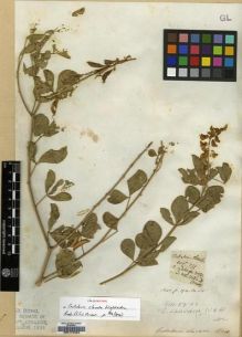 Type specimen at Edinburgh (E). Wight, Robert: 711. Barcode: E00174404.