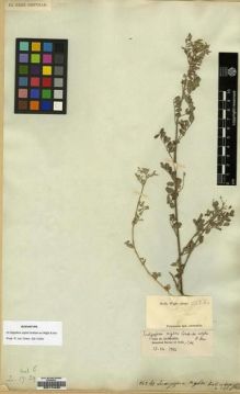 Type specimen at Edinburgh (E). Wight, Robert: 862 BIS. Barcode: E00174433.