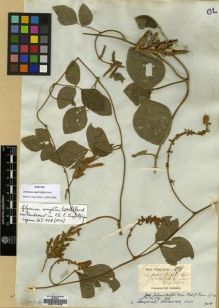 Type specimen at Edinburgh (E). Wight, Robert: 871. Barcode: E00174448.