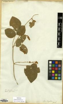 Type specimen at Edinburgh (E). Wallich, Nathaniel: 5530. Barcode: E00174451.