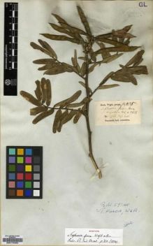 Type specimen at Edinburgh (E). Wight, Robert: 885. Barcode: E00174454.
