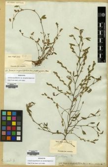 Type specimen at Edinburgh (E). Wight, Robert: 810. Barcode: E00174460.