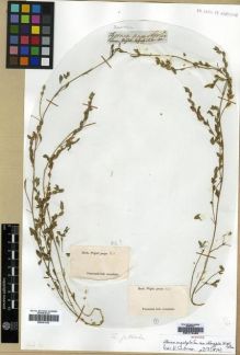 Type specimen at Edinburgh (E). Wight, Robert: 810. Barcode: E00174463.