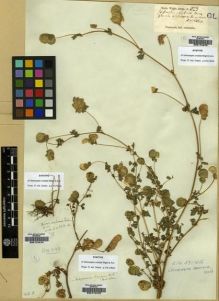 Type specimen at Edinburgh (E). Wight, Robert: 823. Barcode: E00174473.