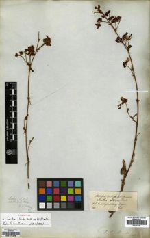 Type specimen at Edinburgh (E). Wallich, Nathaniel: 5669. Barcode: E00174479.