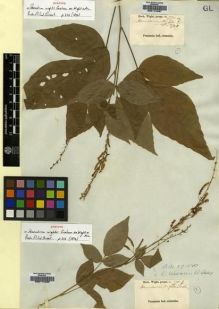 Type specimen at Edinburgh (E). Wight, Robert: 775.A. Barcode: E00174487.