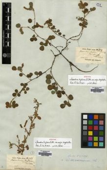 Type specimen at Edinburgh (E). Wight, Robert: 779. Barcode: E00174495.