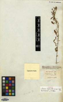 Type specimen at Edinburgh (E). Wight, Robert: 781. Barcode: E00174497.