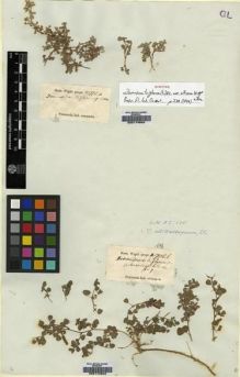 Type specimen at Edinburgh (E). Wight, Robert: 778.A. Barcode: E00174502.