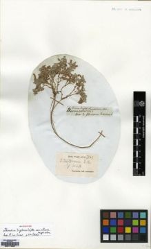 Type specimen at Edinburgh (E). Wight, Robert: 778.A. Barcode: E00174507.