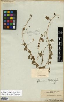 Type specimen at Edinburgh (E). Wight, Robert: 770. Barcode: E00174509.