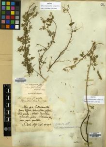 Type specimen at Edinburgh (E). Röttler, Johan : . Barcode: E00174512.