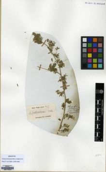Type specimen at Edinburgh (E). Wight, Robert: 827. Barcode: E00174516.