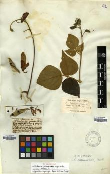Type specimen at Edinburgh (E). Wight, Robert: 878A. Barcode: E00174548.