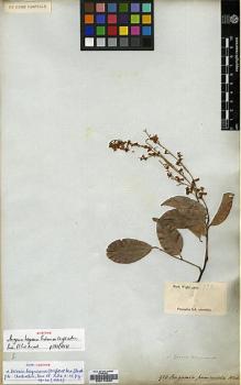Type specimen at Edinburgh (E). Wight, Robert: 920. Barcode: E00174559.