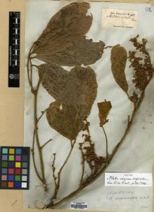 Type specimen at Edinburgh (E). Wight, Robert: 912. Barcode: E00174560.