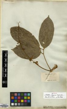 Type specimen at Edinburgh (E). Wight, Robert: 912. Barcode: E00174562.