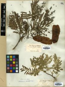 Type specimen at Edinburgh (E). Wight, Robert: 592. Barcode: E00174572.