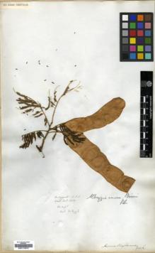 Type specimen at Edinburgh (E). Wallich, Nathaniel: 5259. Barcode: E00174574.