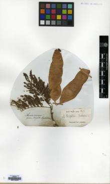Type specimen at Edinburgh (E). Wight, Robert: 592. Barcode: E00174575.