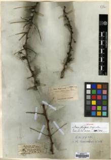 Type specimen at Edinburgh (E). Wight, Robert: 587. Barcode: E00174576.