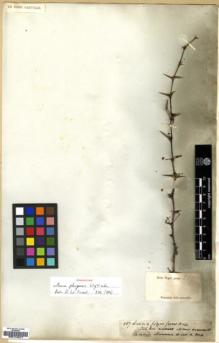 Type specimen at Edinburgh (E). Wight, Robert: 587. Barcode: E00174577.