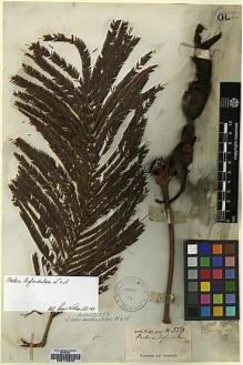 Type specimen at Edinburgh (E). Wight, Robert: 559. Barcode: E00174579.