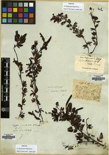 Type specimen at Edinburgh (E). Wallich, Nathaniel: 5328.B. Barcode: E00174582.