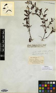 Type specimen at Edinburgh (E). Wight, Robert: 639. Barcode: E00174585.
