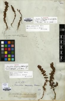 Type specimen at Edinburgh (E). Wallich, Nathaniel: 1094.B. Barcode: E00174593.