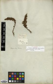 Type specimen at Edinburgh (E). Wallich, Nathaniel: 1094.A. Barcode: E00174594.