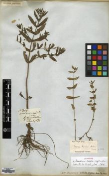 Type specimen at Edinburgh (E). Wight, Robert: 1021. Barcode: E00174597.