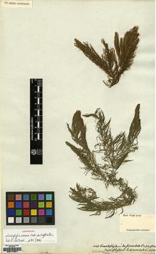 Type specimen at Edinburgh (E). Wight, Robert: 1040. Barcode: E00174601.